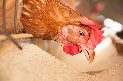 Feed Additives