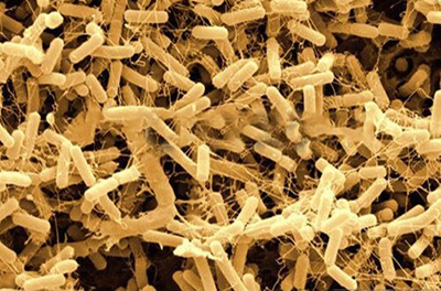 Probiotics & Prebiotics